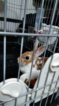 うさぎってびっくりすると死んでしまうってホントですか うさぎってび Yahoo 知恵袋