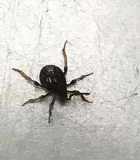 ウサギって ネズミですよね 私にはネズミにしか見えないのですが Yahoo 知恵袋