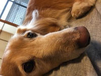今 飼っている犬が13年なるんですが白内障が出かかっています 目にいい食べ Yahoo 知恵袋