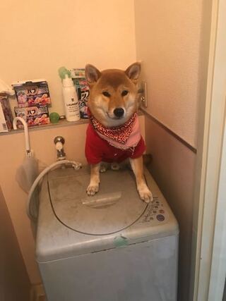 うちの柴犬のサブちゃんが 公園の汚い水を飲みました 病気にならないかな Yahoo 知恵袋