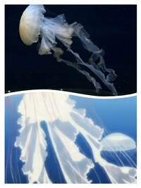海月姫に出てくるこのくらげは何て言う名前ですか 鹿児島とか九州の海で Yahoo 知恵袋