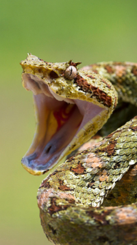 画像の蛇の名前分かる方いますか 見た感じヘアリー ブッシュ Yahoo 知恵袋