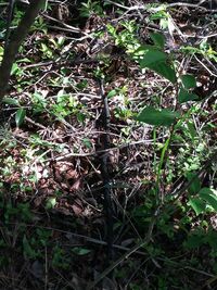 このヘビは新種でしょうか？ 図鑑で探しても見当たりません。
先週神戸の六甲山の山の中で撮影しました。
花崗岩の乾いた山で発見（標高約４００ｍ地点）。
体長は約５０ｃｍ、胴は直径約３ｃｍと細く、
頭は菱形で縞模様や小判の模様が全くなく、真っ黒い色をしていました。