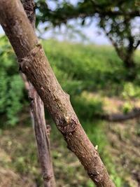 実のならないビワの木があります 種から育てて4年 今も枝先には花は無く 新 Yahoo 知恵袋