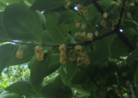 昨年は富有柿に花はついてもその花が咲く時期だったか 咲く前だった Yahoo 知恵袋