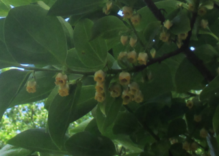 これは柿の木の花それとも芽なんですか カキノキの雄花です Yahoo 知恵袋