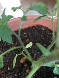 釣りよかでしょうのメンバーがマツコさんの番組に出ていて お金の為にやっている的 Yahoo 知恵袋