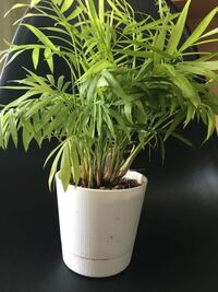 テーブルヤシを育てていてだいぶ密度が増してきました 植え替えだけでいい Yahoo 知恵袋