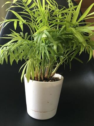 テーブルヤシを育てていてだいぶ密度が増してきました 植え替えだけでいいのか Yahoo 知恵袋