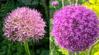 左側の花はアリウム ギガンチウムでしょうか 質問は左側の花 Yahoo 知恵袋