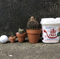 サボテンの冬の置き場所について サボテンは冬は水やりをまった Yahoo 知恵袋