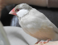 文鳥の頭の毛に点々と写真のように白い毛が出ています これは異常があるのでし Yahoo 知恵袋