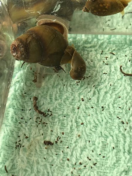 タニシ フン に関するq A Yahoo 知恵袋