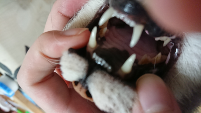 猫の雑種と血統書について - 猫が口をあけ、上顎の部分に黒い模 