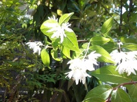 アイスプラントに白い花が咲きました 花が咲くともう食べられないのでし Yahoo 知恵袋