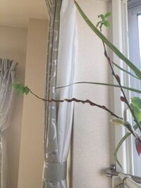 花瓶に挿してあったネコヤナギから根がはえてきました 鉢植えにし Yahoo 知恵袋