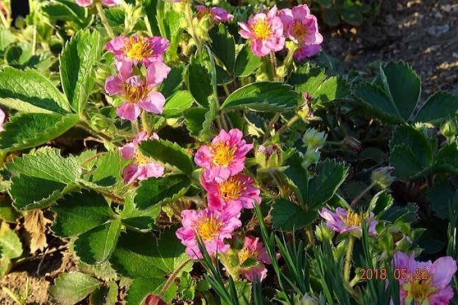 このイチゴの花に似た花の名前教えてください イチゴの花に似た花で検索したの Yahoo 知恵袋