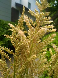 アスチルベなんですが 鉢の寄せ植えで クリスマスローズ ヒューケラと同居 Yahoo 知恵袋