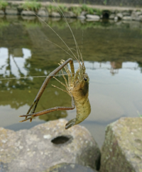 長崎の川で釣れましたがテナガエビかミナミテナガエビ どちらでしょうか Yahoo 知恵袋