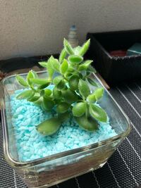 金のなる木多肉植物の土について 多肉植物について質問です いま うち Yahoo 知恵袋