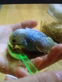 目が赤いセキセイインコっているんですか 原種がもつメラニン色素の一部が Yahoo 知恵袋