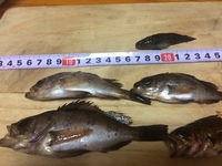 サビキで釣れた魚の名前を教えてください 本日夕方子供とサビキ釣りをしました Yahoo 知恵袋