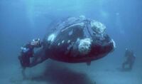 不気味で怖い深海魚39選 変わった水生生物画像まとめ Ht Yahoo 知恵袋
