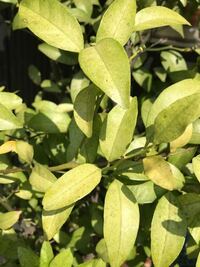 シークワーサーの木についてです 庭に 植えて１０年経つシークワーサーの木 Yahoo 知恵袋