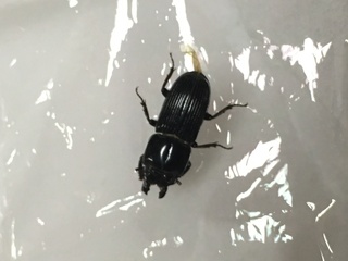 小さいクワガタの様な虫今家にこんな虫がいたのですが なんという虫でしょうか Yahoo 知恵袋