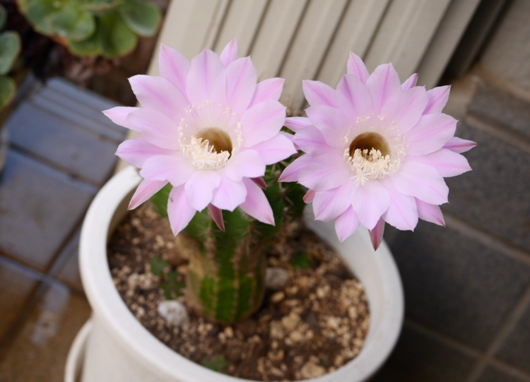 サボテンの花は1度咲いたらもう開花はしないのですか 年に1度だけ という話 Yahoo 知恵袋