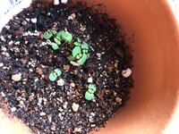 キャットニップの芽が出ません 4月の中旬に種を蒔きましたが全く発 Yahoo 知恵袋