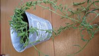 観葉植物が枯れかけています ジャックと豆の木というニックネームのある Yahoo 知恵袋