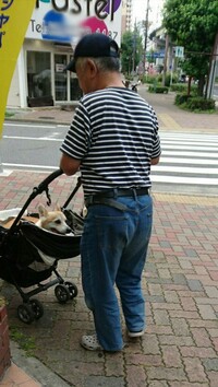 初孫にベビーカーではなく犬用バギーを買った私の実父 長文です 私の実父が Yahoo 知恵袋