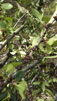 ハナカイドウの葉裏につくこの虫の名前を教えて下さい ハナカイドウ リ Yahoo 知恵袋