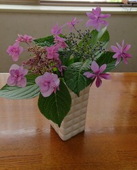 ガクアジサイの一種に 隅田 墨田 の花火 という種類があると思 Yahoo 知恵袋