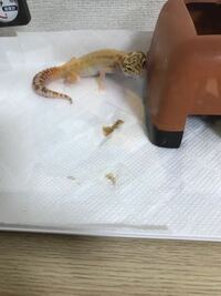 レオパが下痢してます 形は留めてるのですがべちょっとしてます あと糞が臭 Yahoo 知恵袋