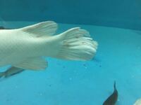 熱帯魚の寄生虫について 先日暴れたか噛み合ったか何かで 尾ビレがヒレ Yahoo 知恵袋