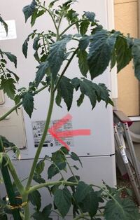 トマトの実房の先から脇芽のような感じで芽が伸びています これは切るべ Yahoo 知恵袋