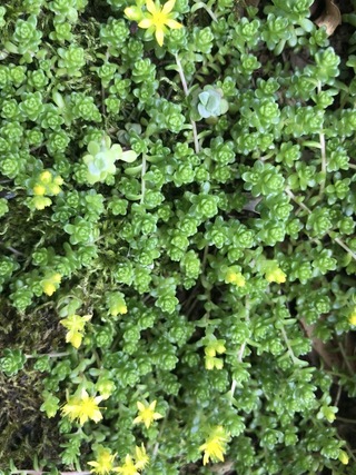 この小さな雑草みたいな植物は何ですか 葉をさわった感じでは多肉の Yahoo 知恵袋