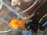 金魚のヒレが折れてます どうしたらいいですか 回答お願いします 骨折 Yahoo 知恵袋