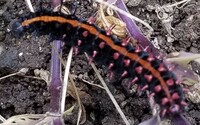 この毛虫は何の幼虫でしょう 最近 庭の花壇に この毛虫が大量発生 Yahoo 知恵袋