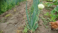 野菜の食べられる部分はどこまで ニラ 葉っぱの先から根元まで全部食 Yahoo 知恵袋