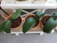 胡蝶蘭の葉水のあげ方などについてお願いいたしますスプレーで葉水だけあげ Yahoo 知恵袋