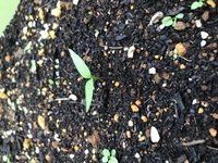 なんの植物の双葉かわかりますか ひまわりの種を植えたつもりな Yahoo 知恵袋