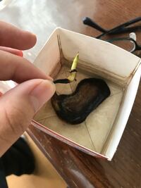たかやんさんの手首マンゴーという曲の中で見て手首からイチゴが出てきた Yahoo 知恵袋