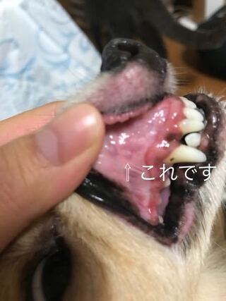 歯磨き中に犬の口の中にかなり小さい白いぷつとしたものができていることに気が Yahoo 知恵袋