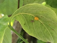 ハナミズキの葉に赤茶の斑点があります 病気でしょうか 4年程前 Yahoo 知恵袋