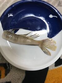 ギンポなんですがよく釣れますが今まで食べた事がありません 毒 Yahoo 知恵袋