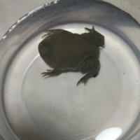 バジェットガエル 餌 頻度