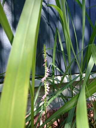 レモングラスの花 これはレモングラスの花でしょうか いかにもイ Yahoo 知恵袋